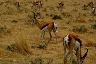 684 Namibia Okt 2006 .JPG
